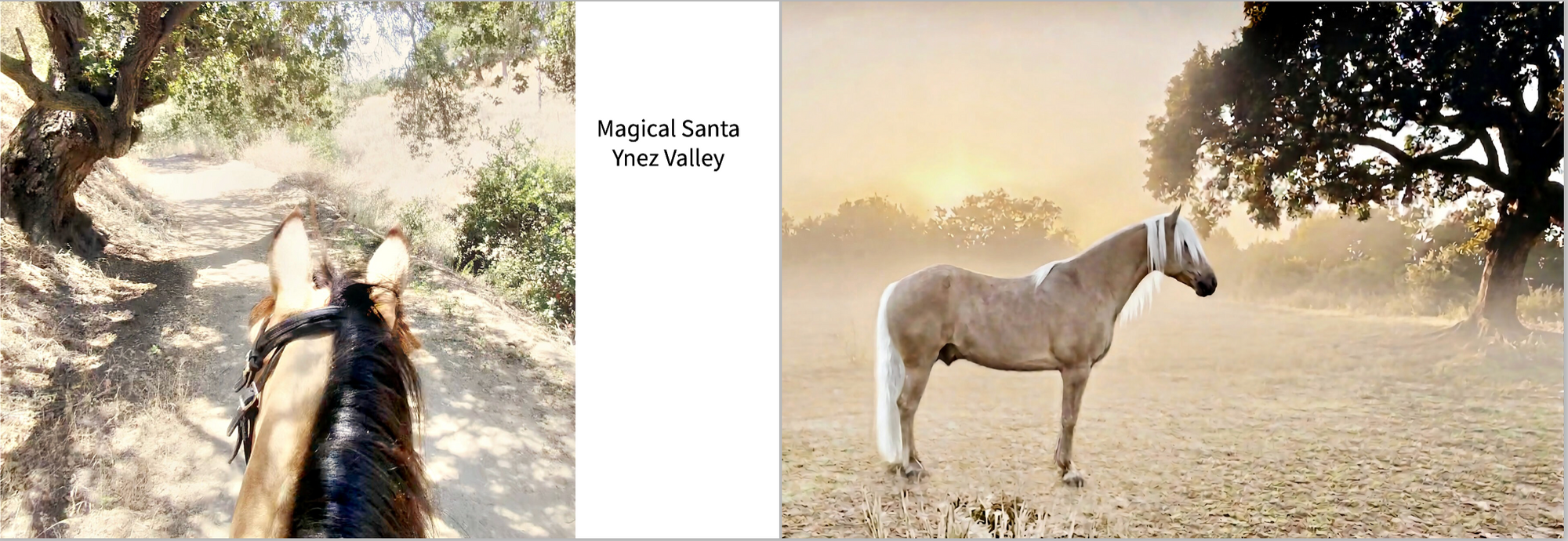 Santa Ynez Valley Life:  Fine Art Lookbook