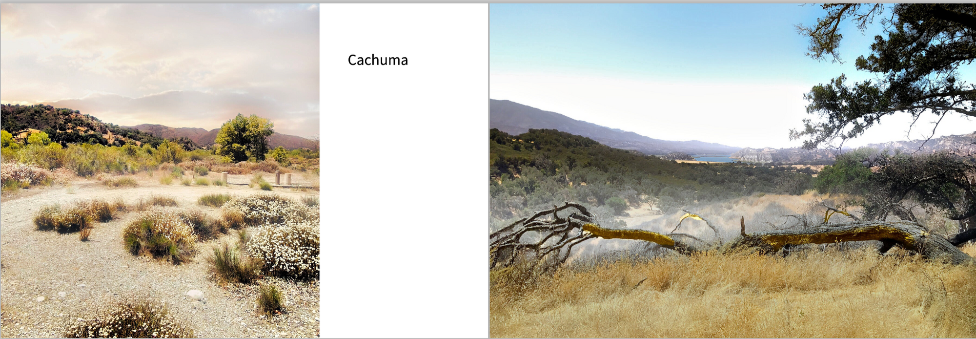 Santa Ynez Valley Life:  Fine Art Lookbook