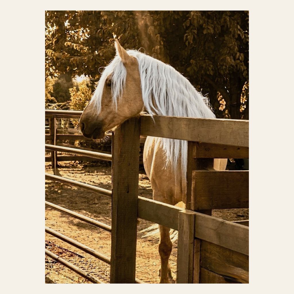 Boss—Sentinel / Limited Edition Giclée Canvas / Golden Gait Collection