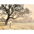 Boss—Winter Oak