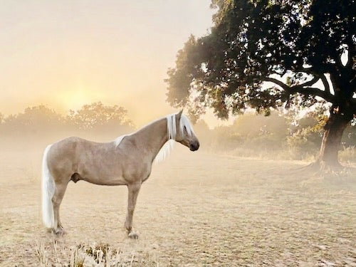 Ranch Dispatch—A Monthly Fine Art &amp; Literary Mailer