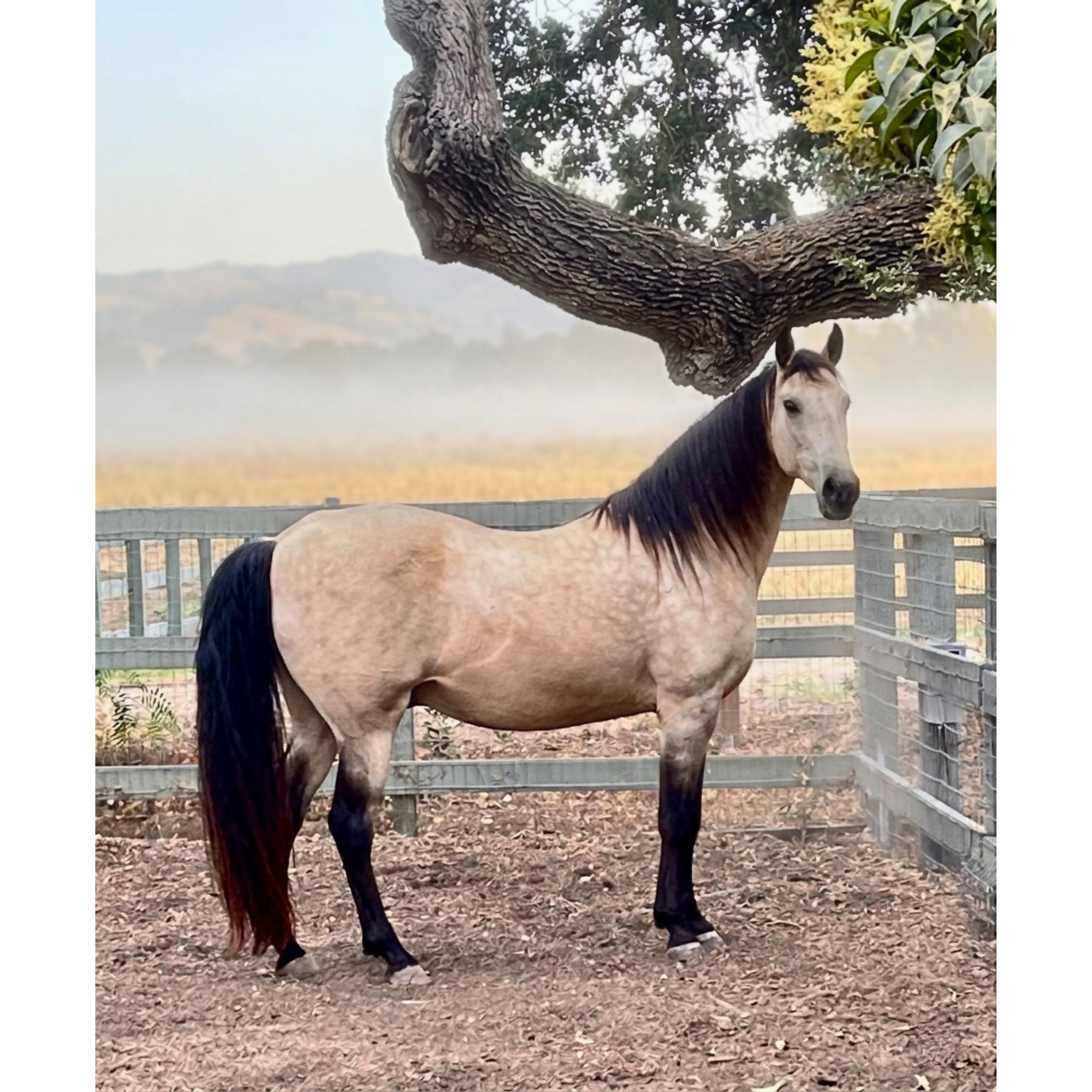 Beau—Under The Oak